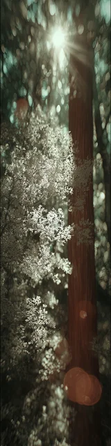 Free aesthetic bookmark featuring a glint of sunlight through trees